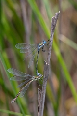David Plant Photography - Wildlife Photography - Scarce emerald damselfly - K